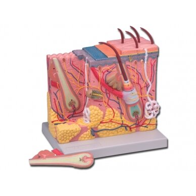 Plastic model of human skin structure for beauticians (2 parts)